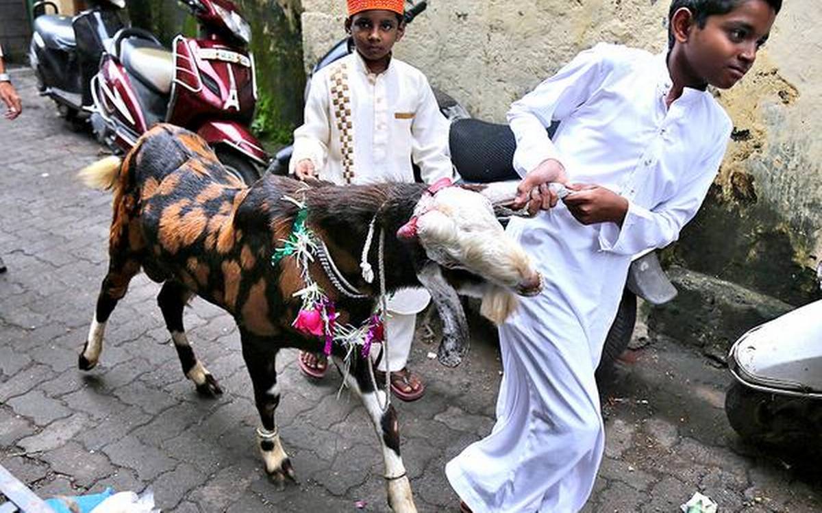 How to slaughter goats kindly': PETA India supports killing of animals on  Eid. | The Tatva