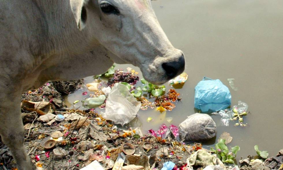 The Indian cow had 71 kilograms of garbage in its