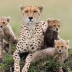 cheetah mother and cubs on termite mound
