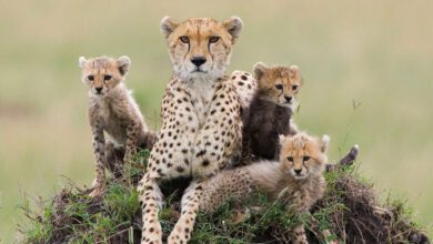 cheetah mother and cubs on termite mound