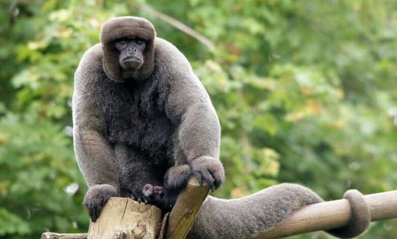 South American nation, Ecuador, becomes first in the world to expand legal  rights to wild animals | The Tatva
