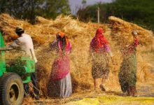 ajmer farm workers thresh newly harvested wheat crop at a village on the outski