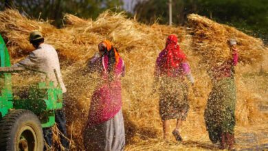 ajmer farm workers thresh newly harvested wheat crop at a village on the outski