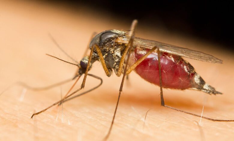 Macro of a mosquito sucking blood on a human skin