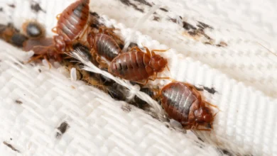 bedbug outbreak