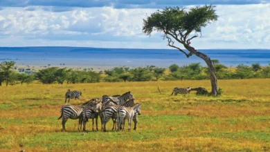 Herd zebras Kenya Maasai Mara National Reserve
