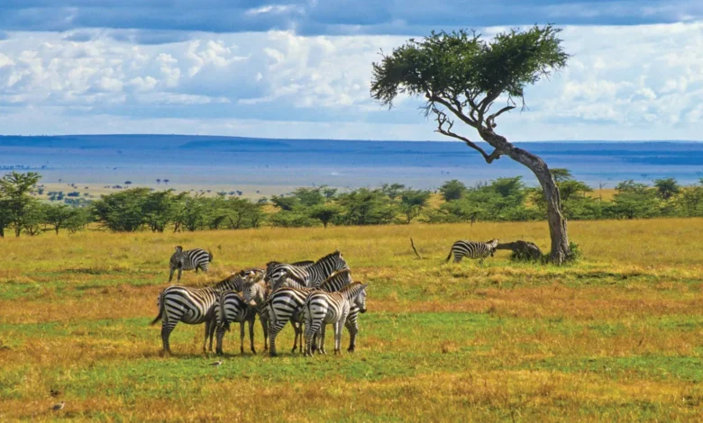 Herd zebras Kenya Maasai Mara National Reserve