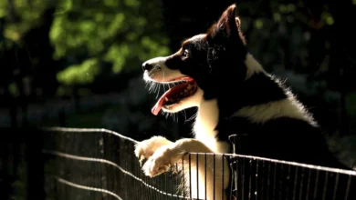 dog jumping climbing fence digging yard