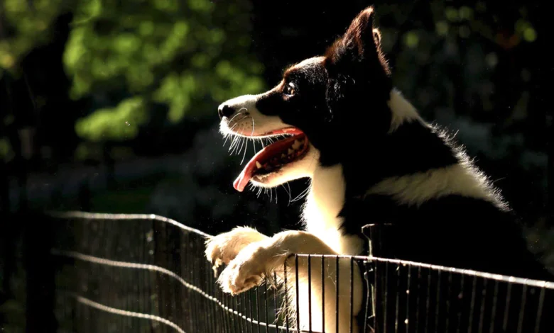 dog jumping climbing fence digging yard