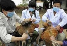 china bird flu 295