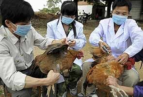 china bird flu 295